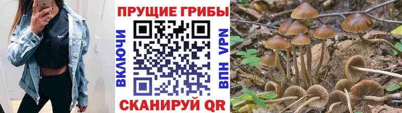 Псилоцибиновые грибы Psilocybine cubensis  Купить  Верхнеуральск 
